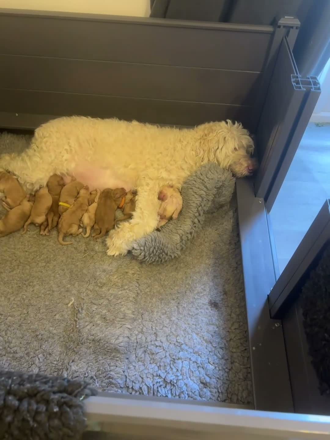 Labradoodle dogs for sale: Labradoodles 11th plus generation  - Video 1