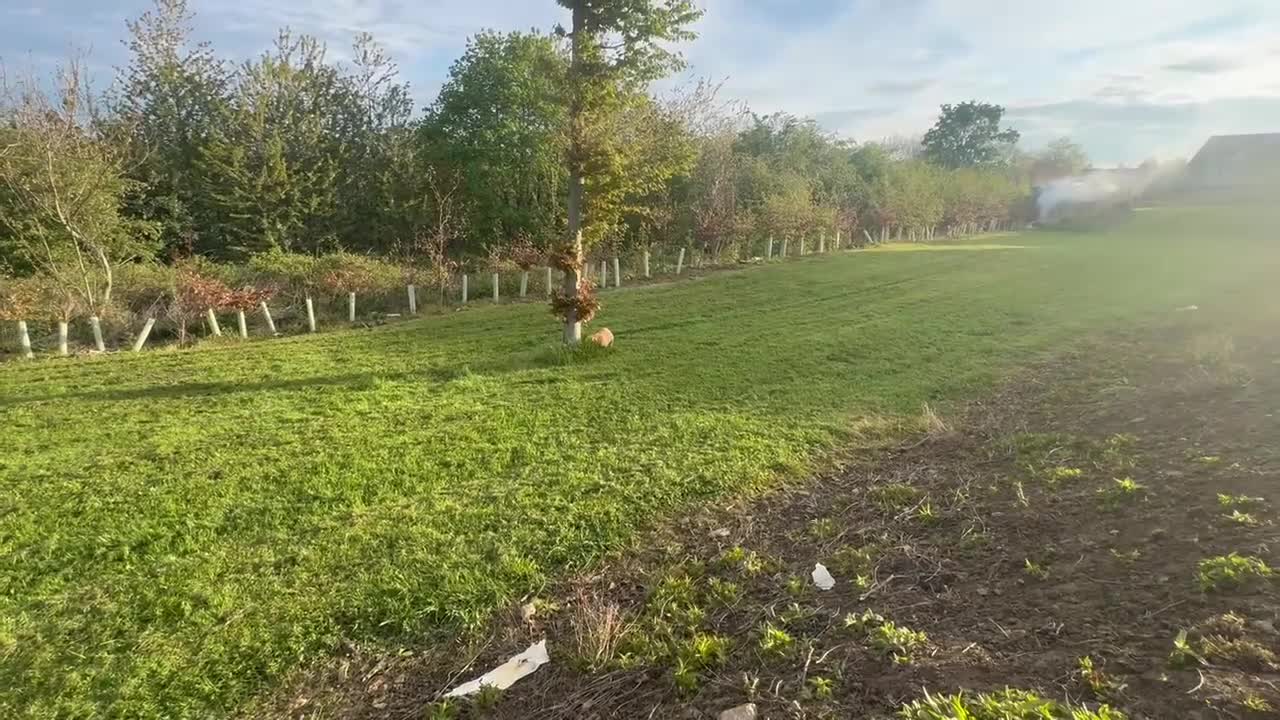 Labrador Retriever dogs for sale: Working Pet Bred; Highly Regarded Labrador Lineage - Video 1
