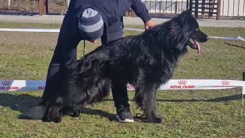 German Shepherd dogs for sale: German Shepherd - Video 1
