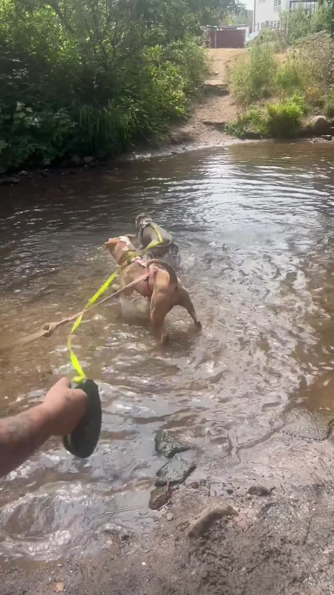 Alapaha Blue Blood Bulldog dogs for sale: Miss ocean  - Video 1