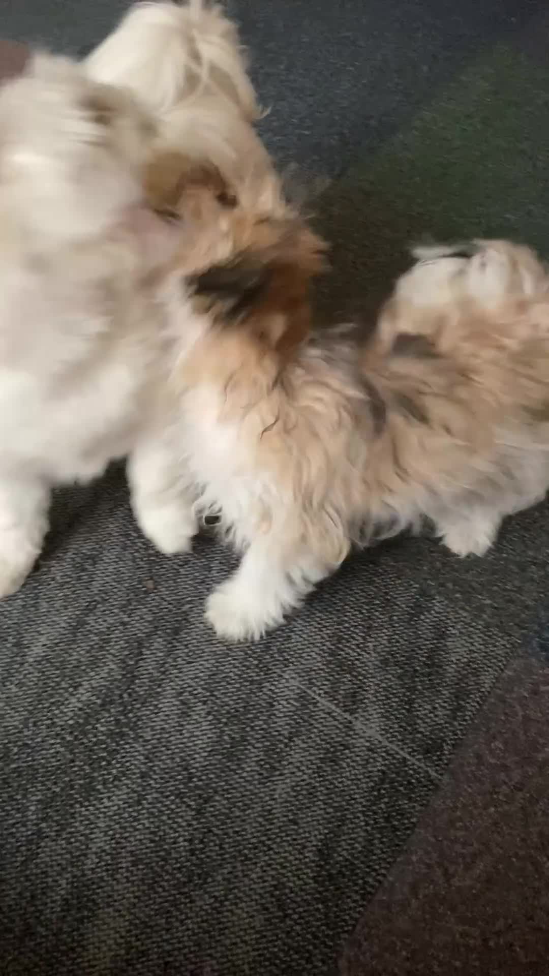 Shih Tzu dogs for sale: Mimi looking for a home  - Video 1