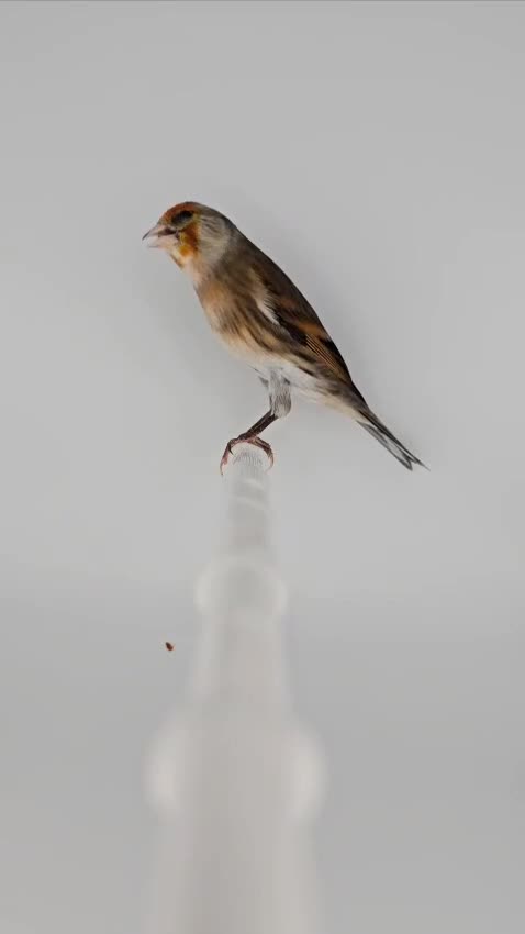 Canaries birds for sale: Canary bird  - Video 4