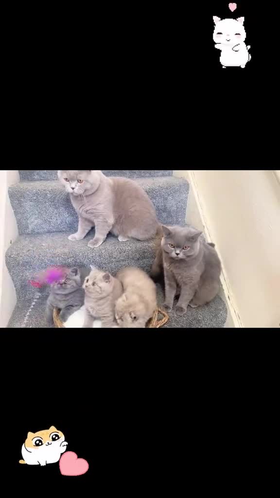 British Shorthair cats for sale: ALL RESERVED- 100% Pedigree GCCF BSH Kitten 🐾  - Video 1