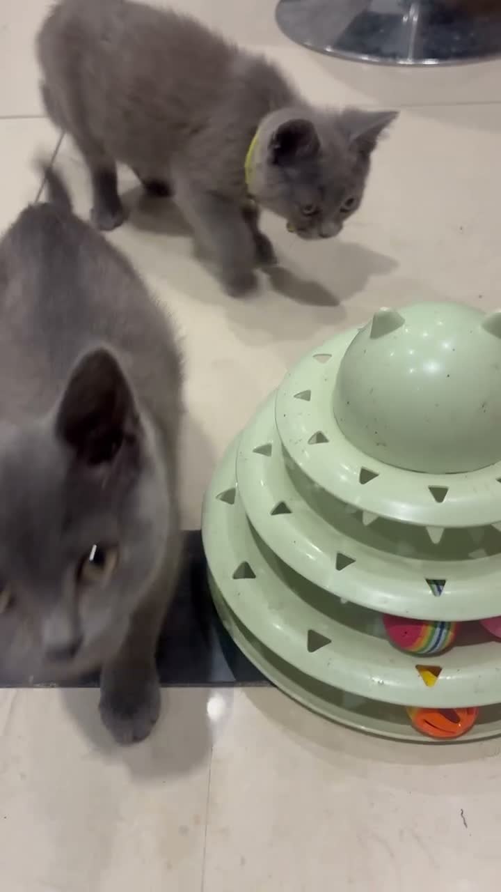 British Shorthair cats for sale: British Shorthair kittens  - Video 3