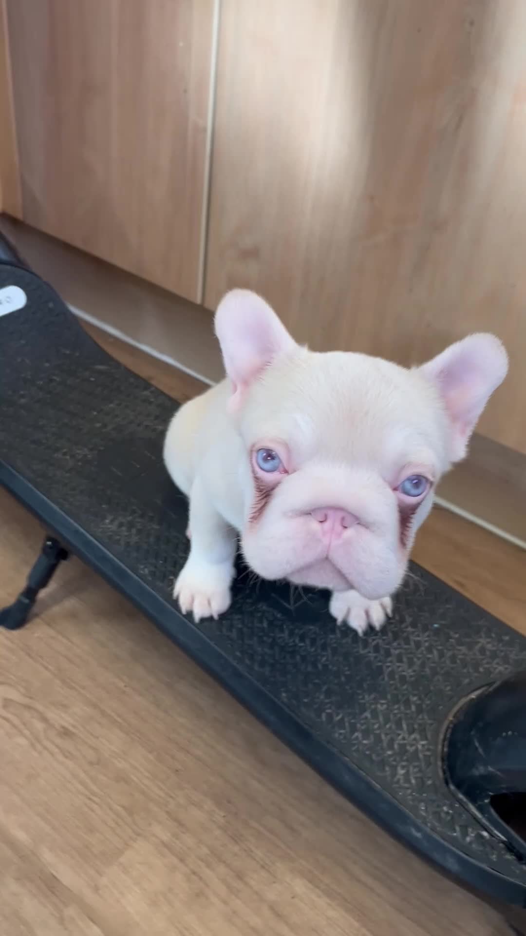 French Bulldog dogs for sale: French bulldog full pink, blue tan pink carrier  - Video 2