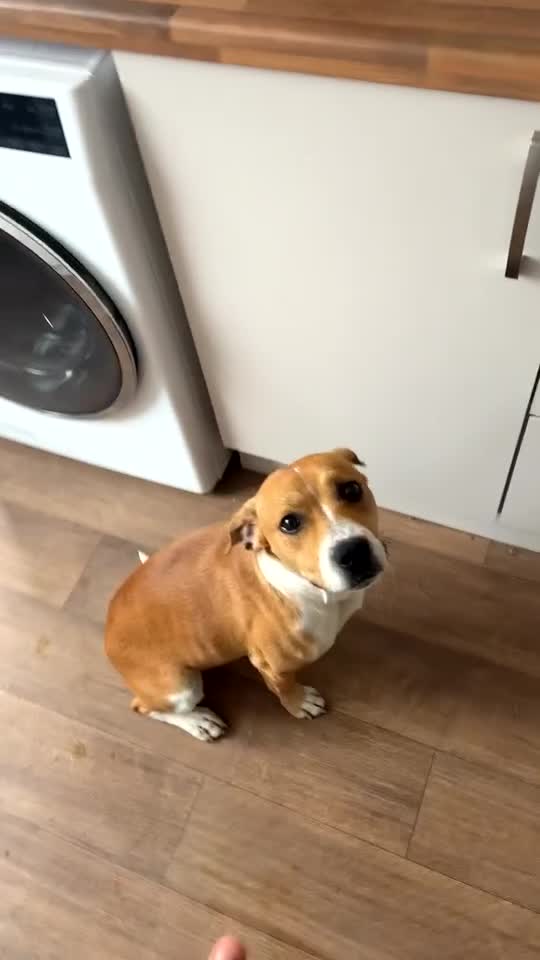 Mixed Breed dogs for sale: 19 month old Staffy X beagle X border collie  - Video 1