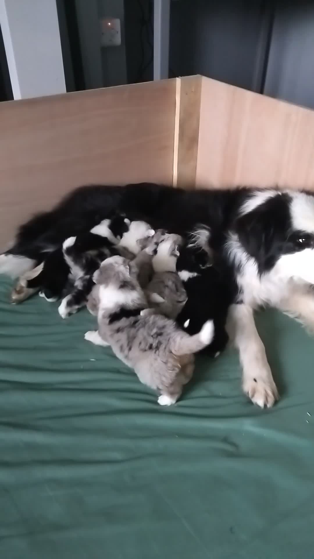 Border Collie dogs for sale: BORDER COLLIE PUPS - Video 2