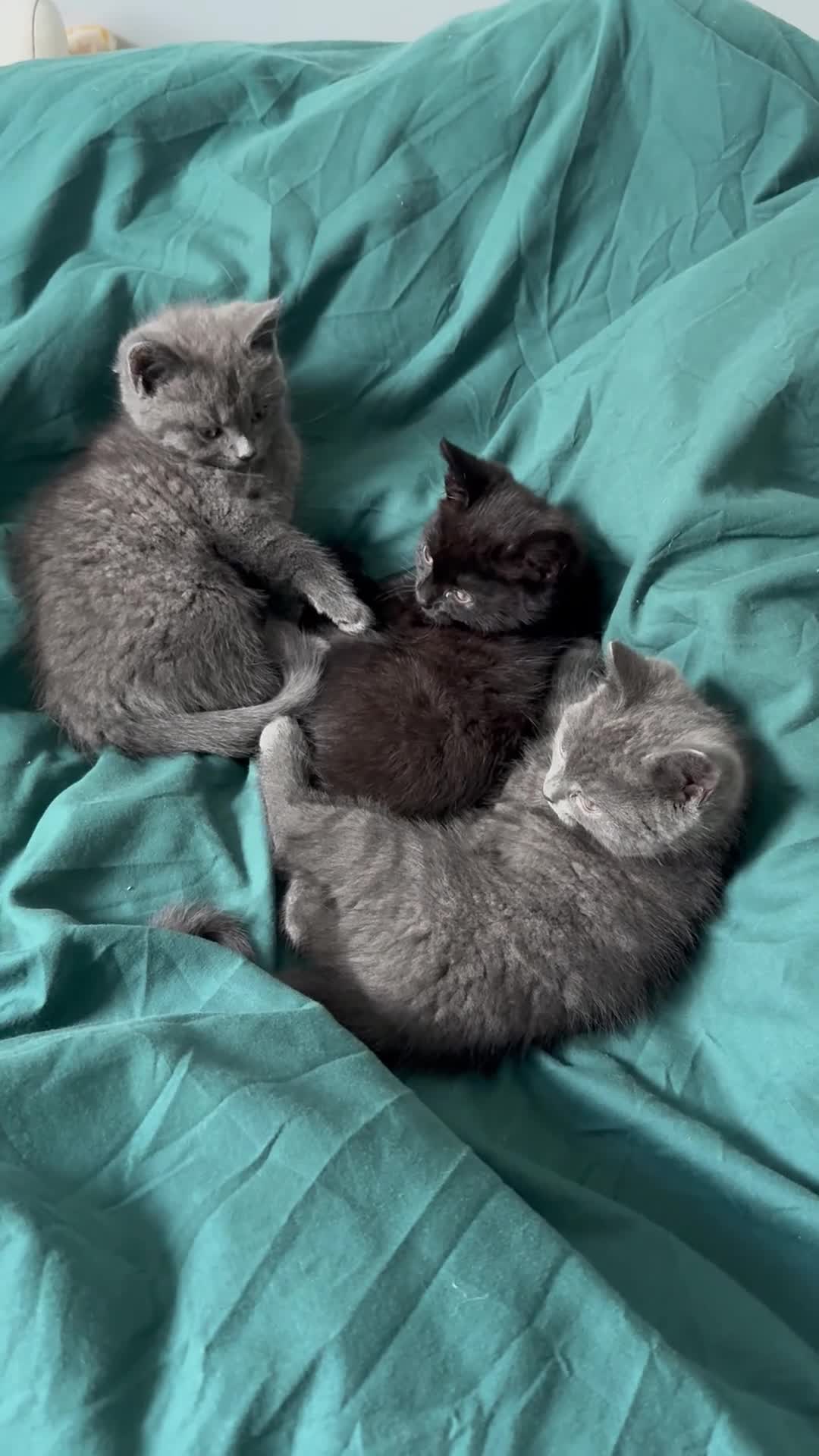 Mixed Breed cats for sale: Mixed breed kittens. - Video 1