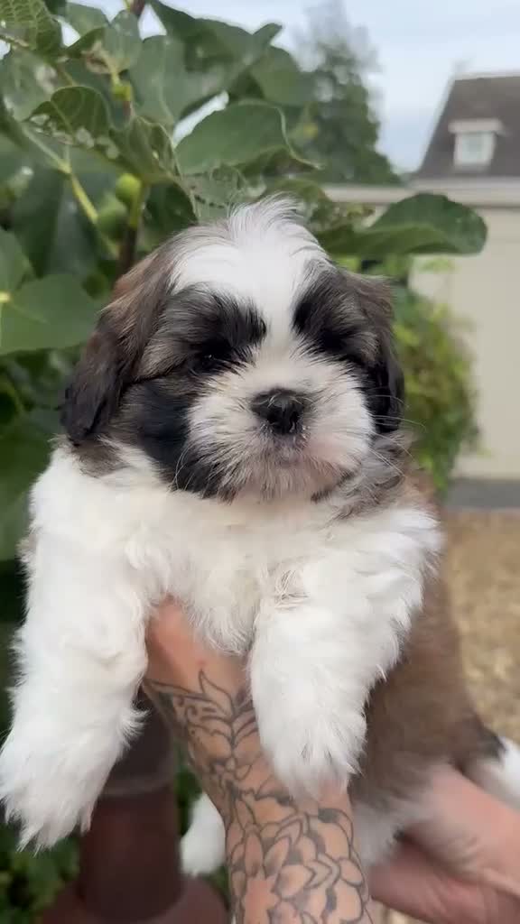 Shih Tzu dogs for sale: 5 purebred adorable fluffy shihtzu’s ready to view - Video 1