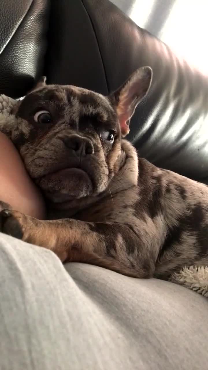 French Bulldog dogs for sale: 3 year old Lilac Merle French Bulldog in Arlesey - Video 1
