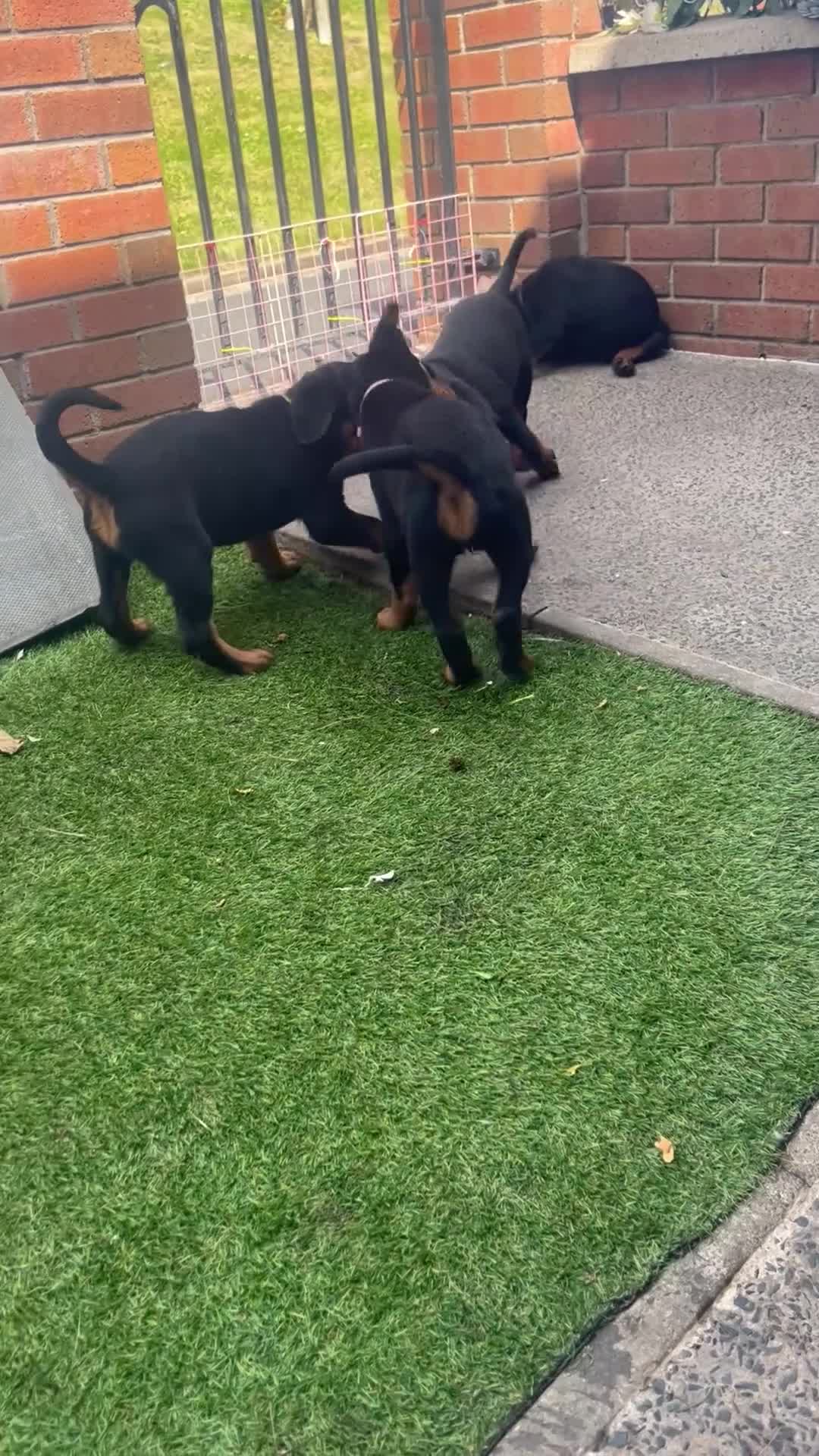 Rottweiler dogs for sale: Beautiful chunky Rottweiler pups in Belfast - Video 1