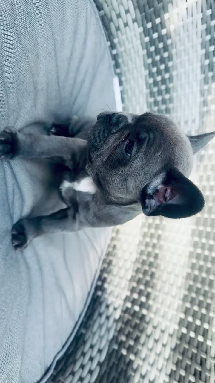 French Bulldog dogs for sale: French bulldog Puppies  - Video 1