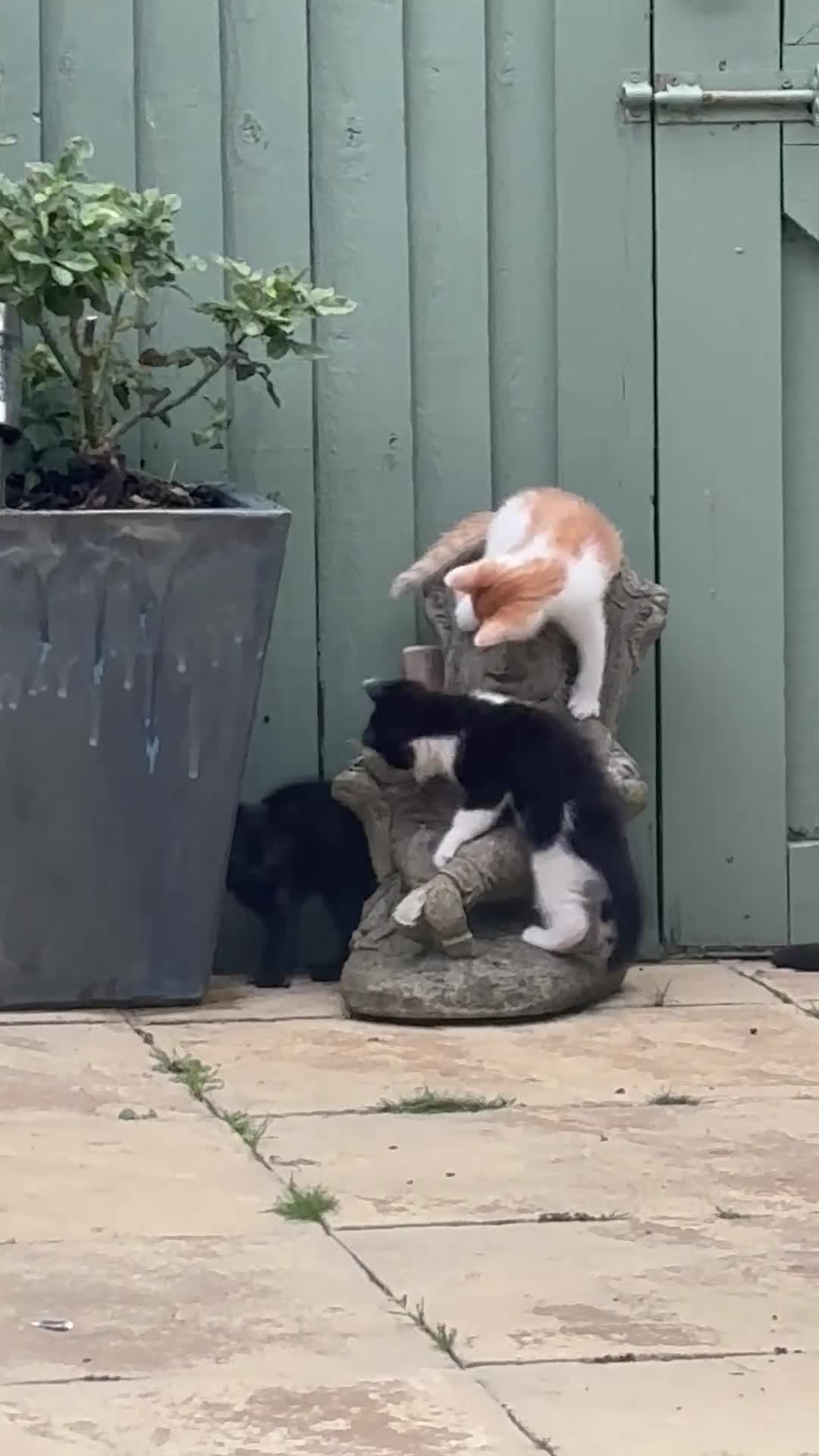 Mixed Breed cats for sale: Baby girl kittens - Video 1