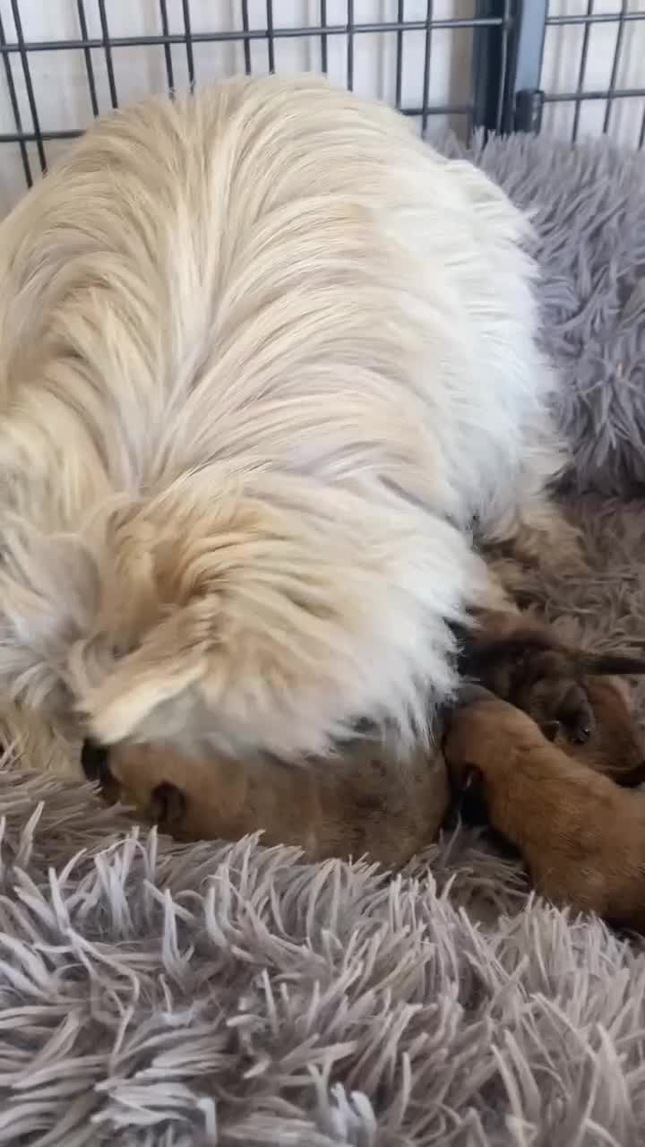 Cairn Terrier dogs for sale: KC reg Cairn Terrier puppies - Video 1
