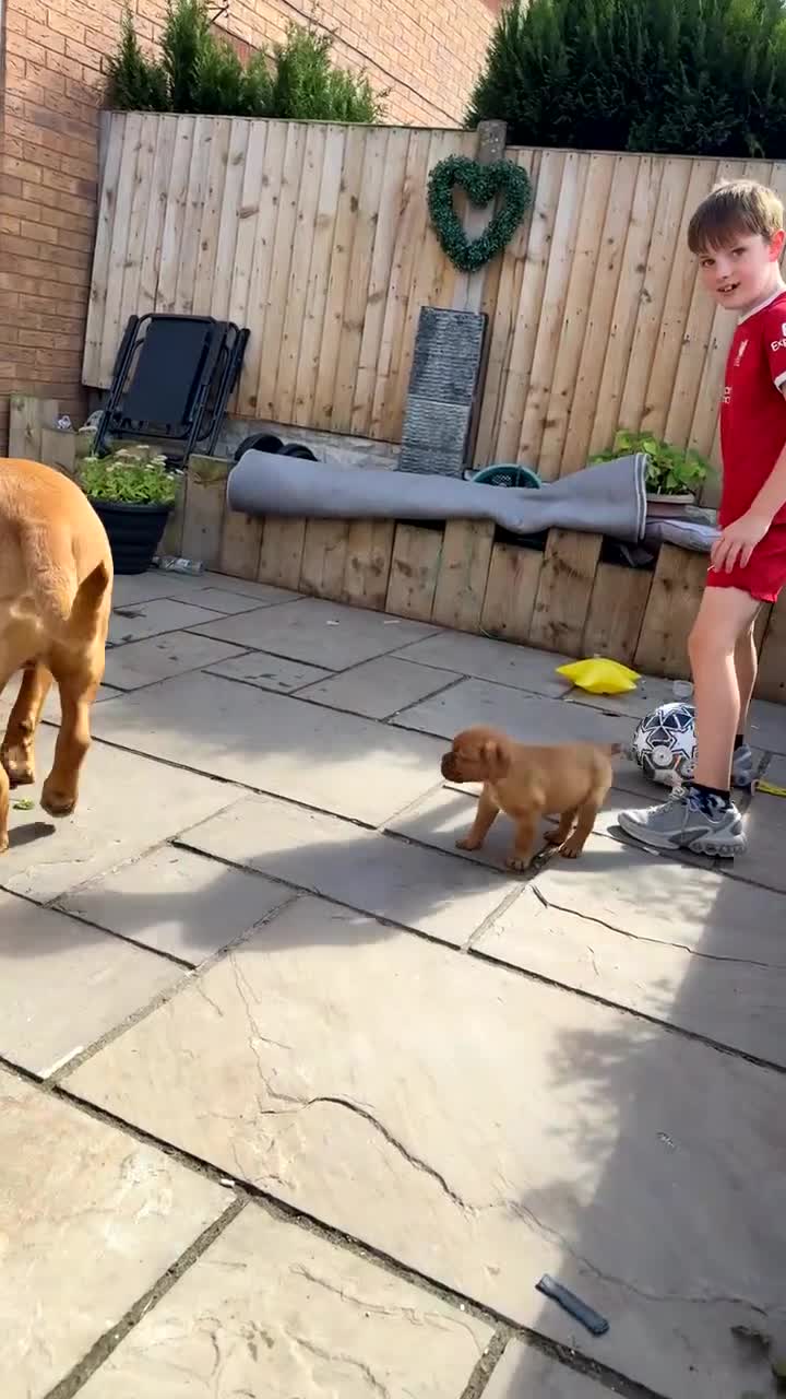 Dogue De Bordeaux dogs for sale: available now female dogue de bordeaux puppy - Video 1