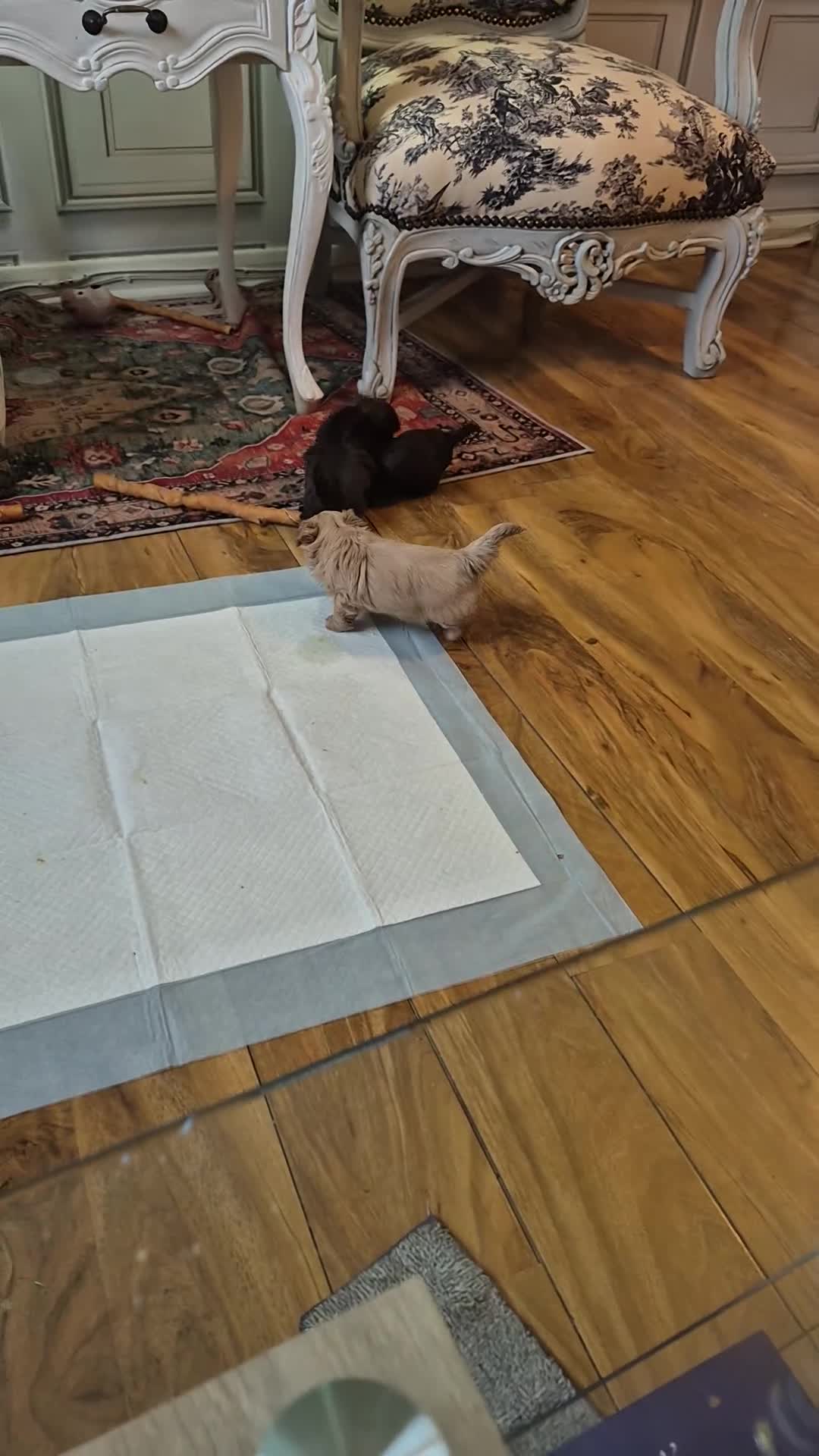 Shih Tzu dogs for sale: Shi tzu - Video 1