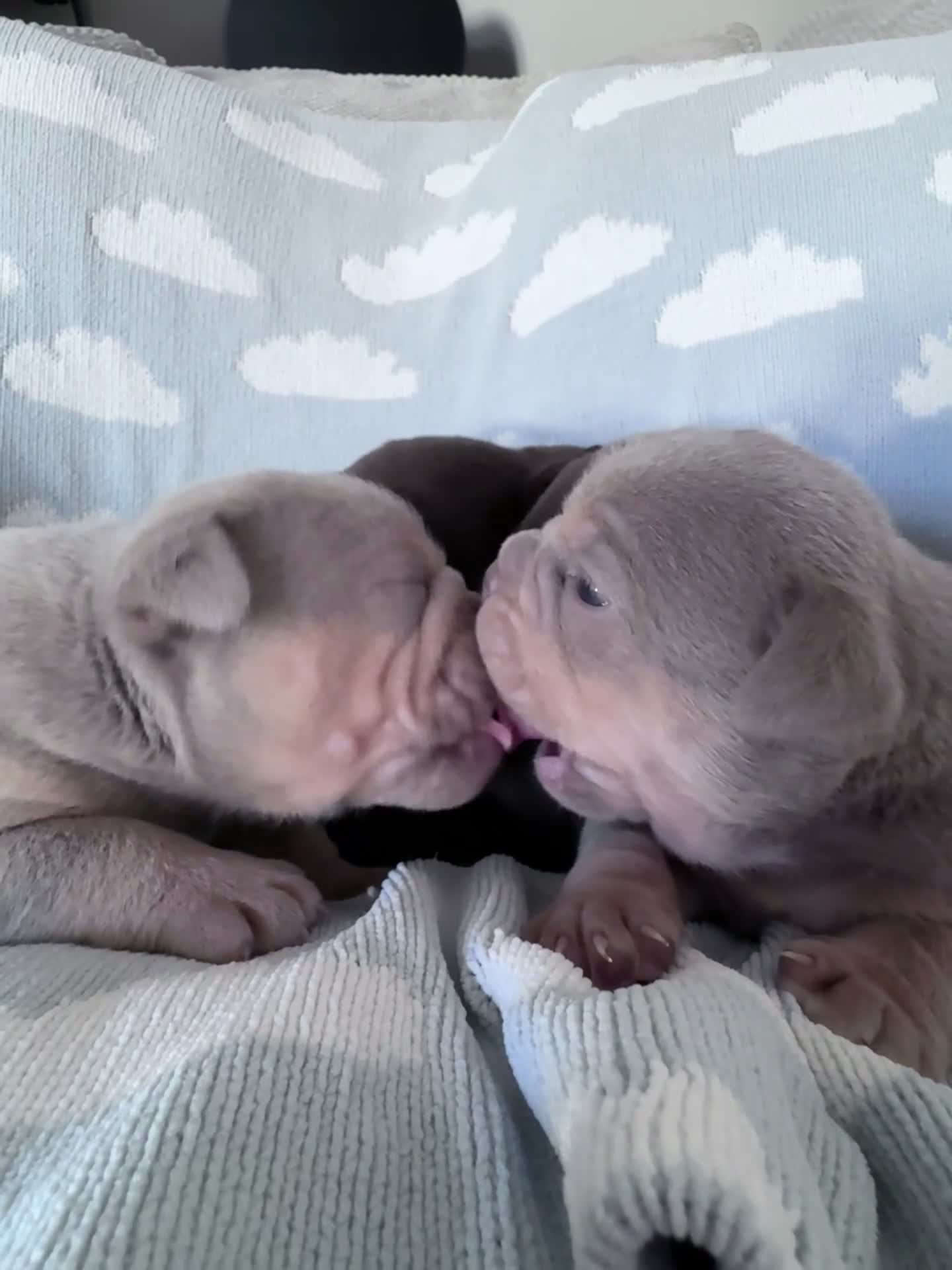 English Bulldog dogs for sale: Self Whelped Healthy English bulldog Babies❤️🤍 - Video 1