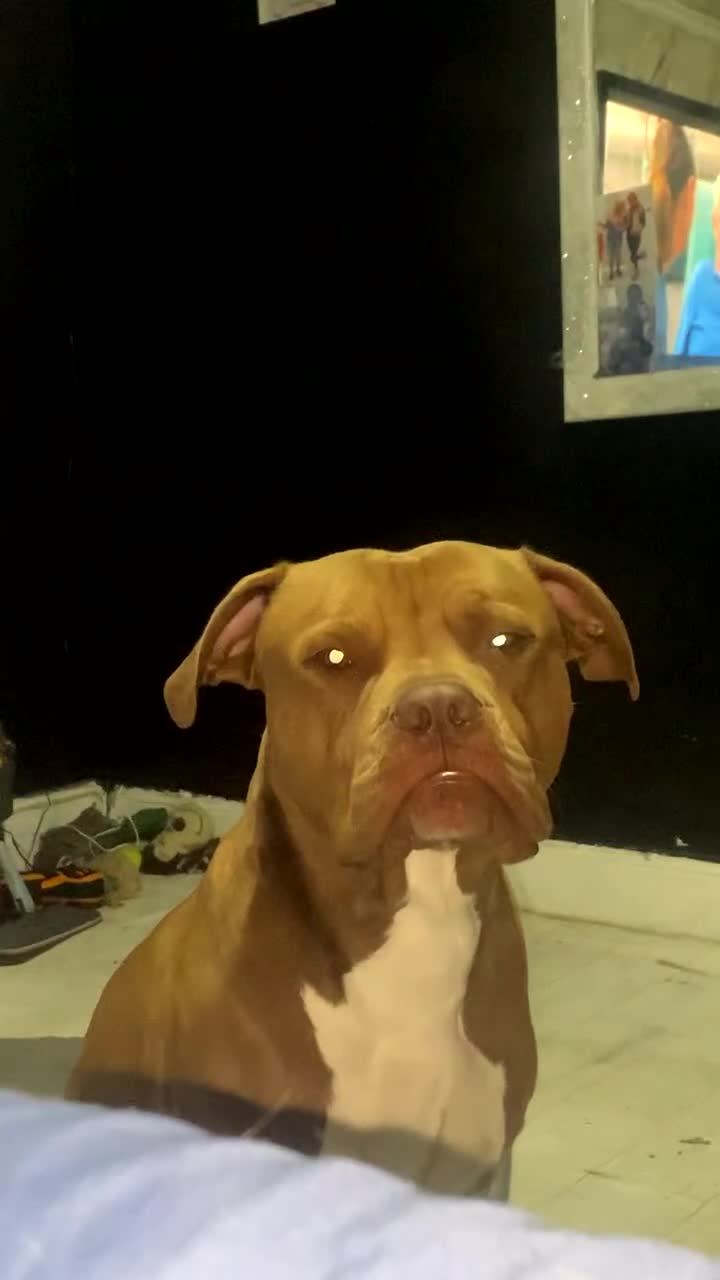 Mixed Breed dogs for sale: 2 year old male dog - Video 1