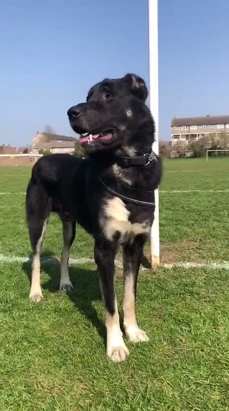 Turkish Kangal dogs for sale: Kangal male (import) - Video 1
