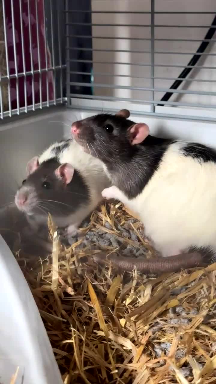 Rat rodents for sale: 2x rats Remy and Emile in London - Video 1
