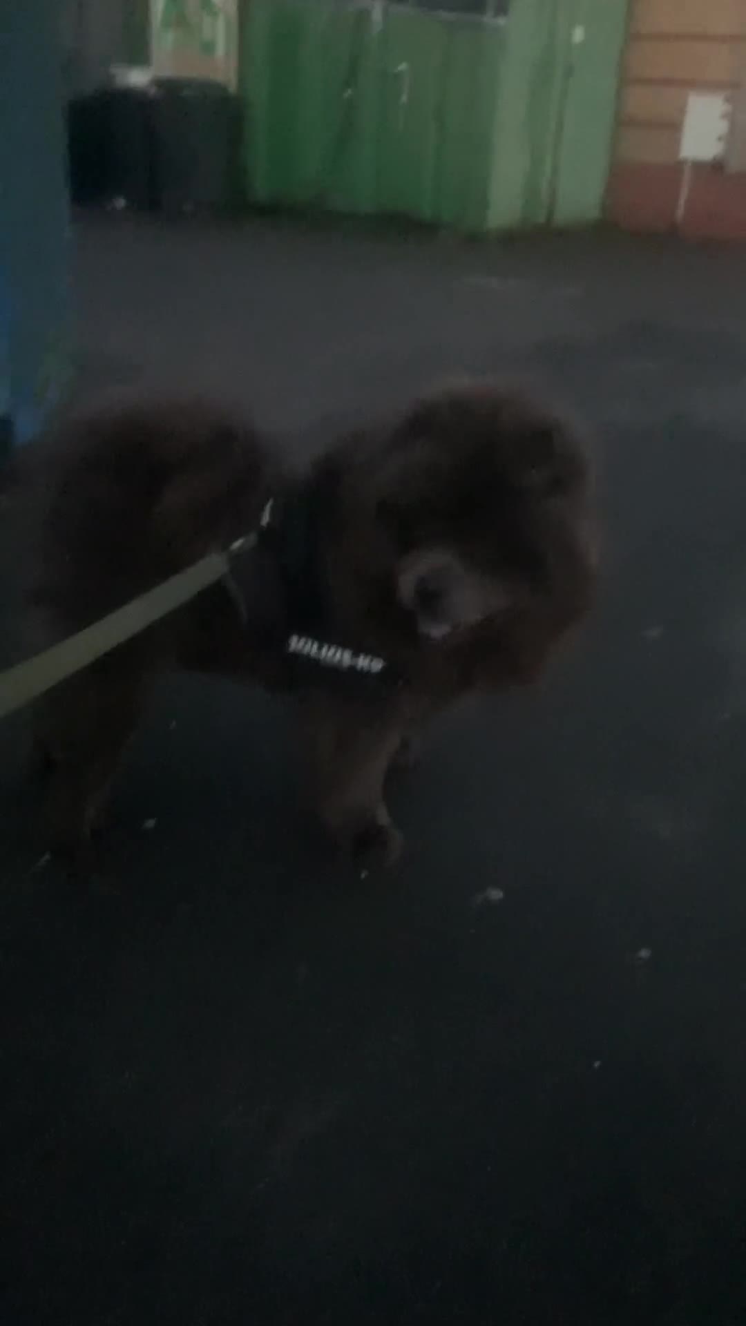 Chow Chow dogs for sale: Beautiful QUALITY chow chow pups NOW REDUCED!!! - Video 3