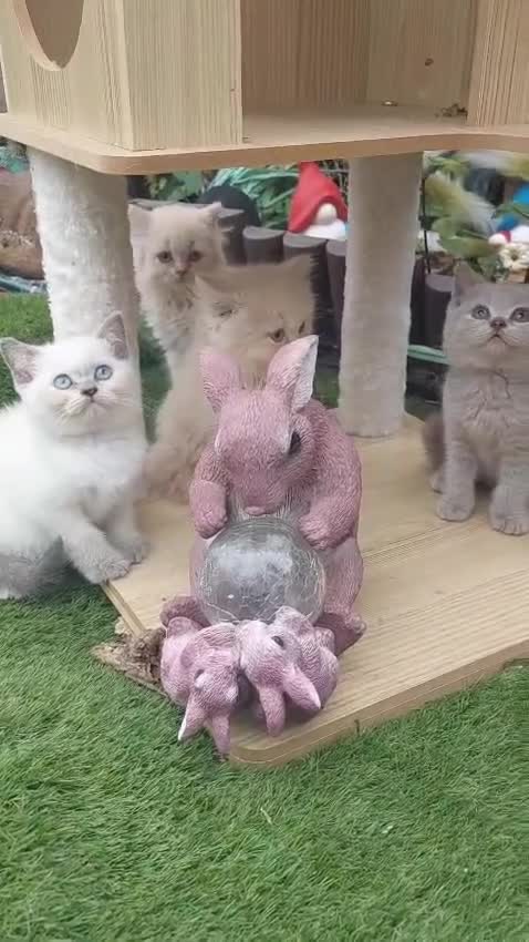 British Shorthair cats for sale: ♥️ Fun Loving British Shorthair Kittens♥️ - Video 2