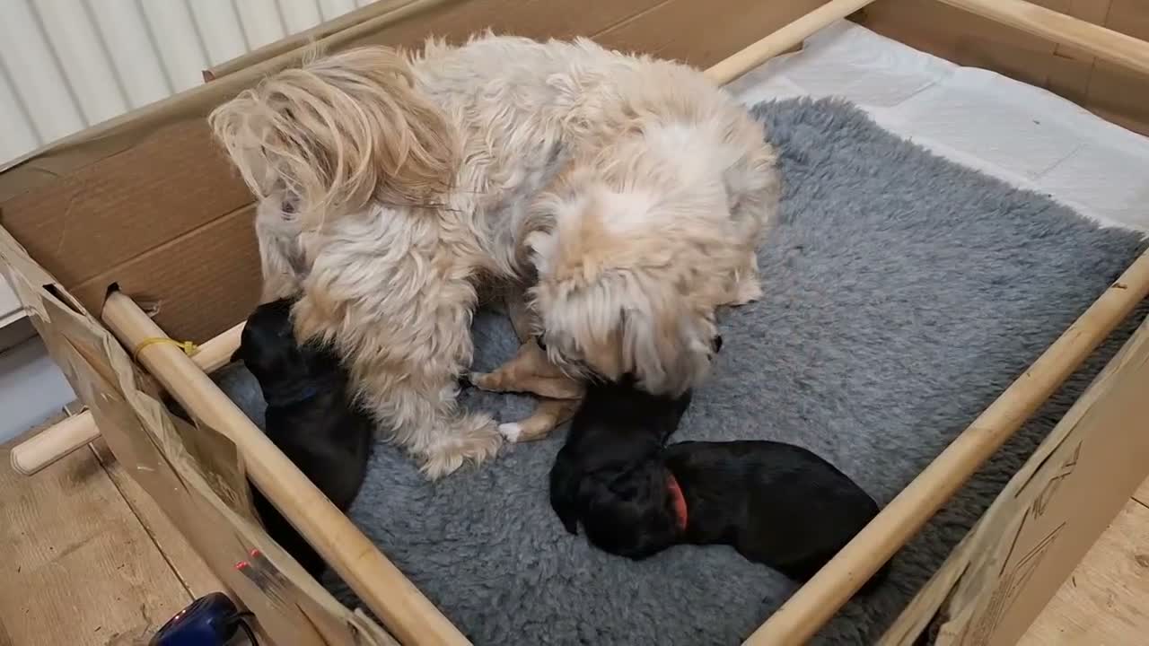 Maltipoo dogs for sale: Maltipoos 2 dark coloured boys availablele in Sheffield - Video 1