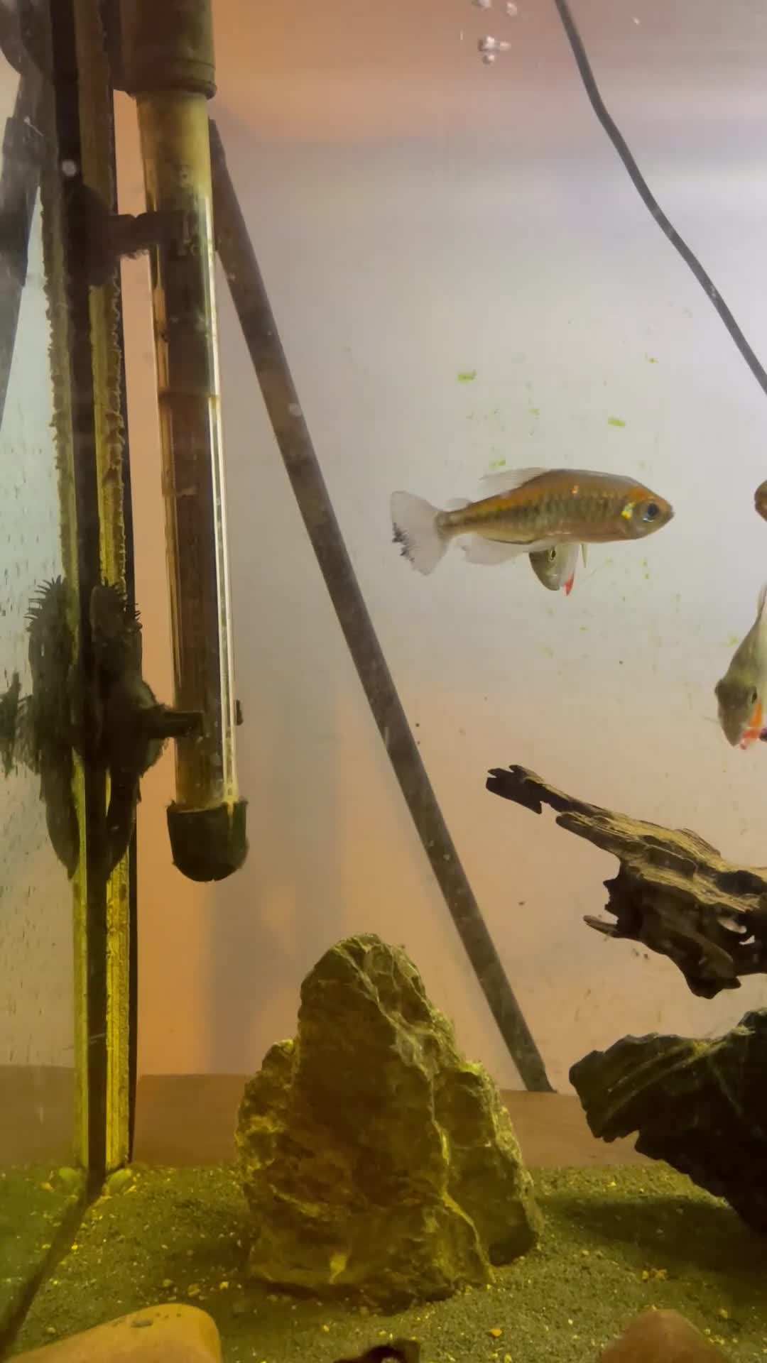 Other/Mixed Breed fish for sale: Tropical fish  - Video 1