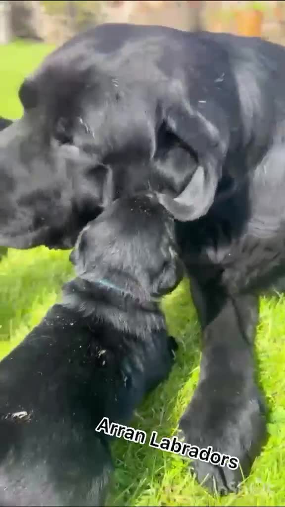 Labrador Retriever dogs for sale: Black Purebred Pedigree Show Line look Labradors - Video 1