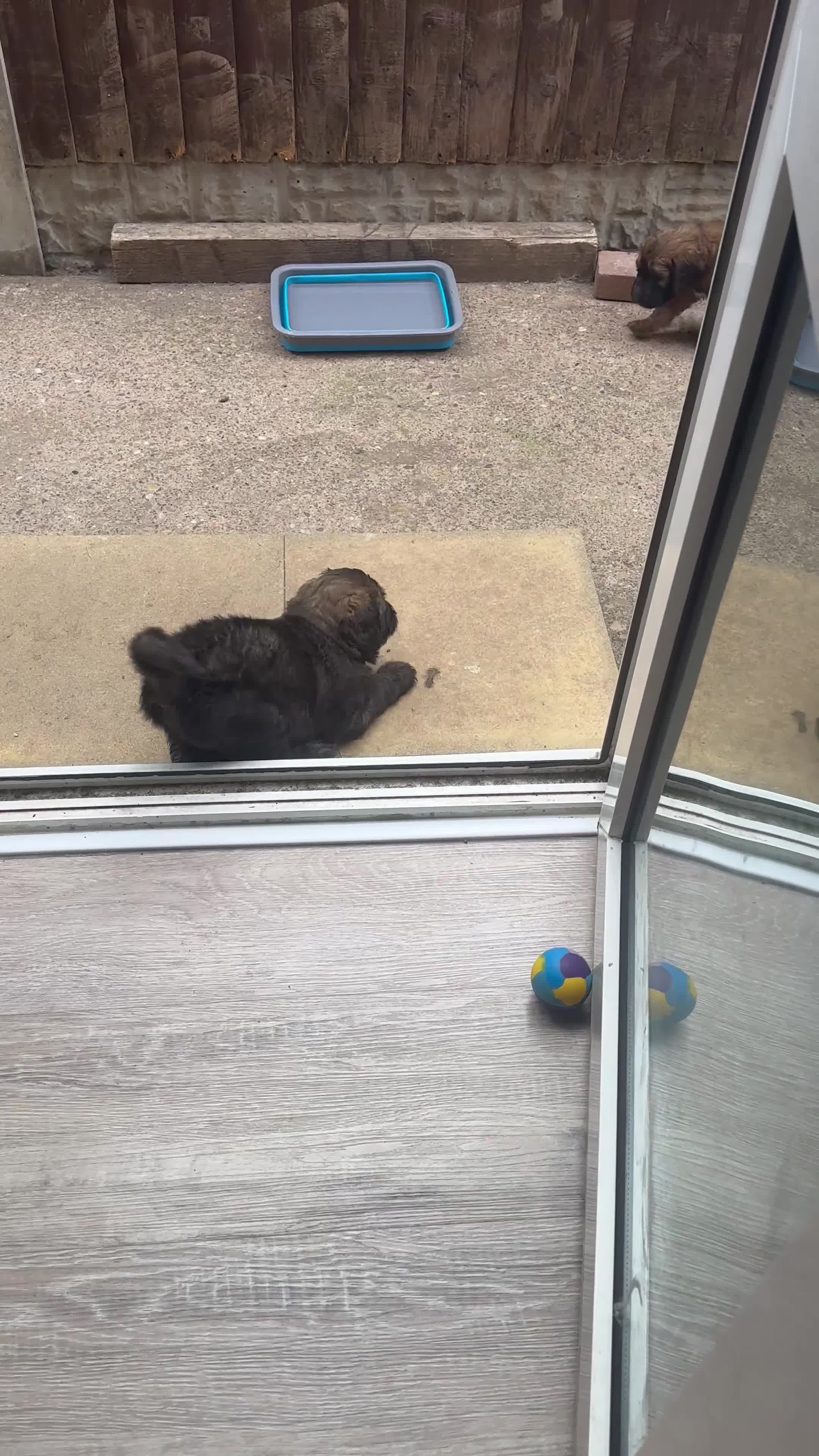 Mixed Breed dogs for sale: F1 Saint Berdoodles - Video 3