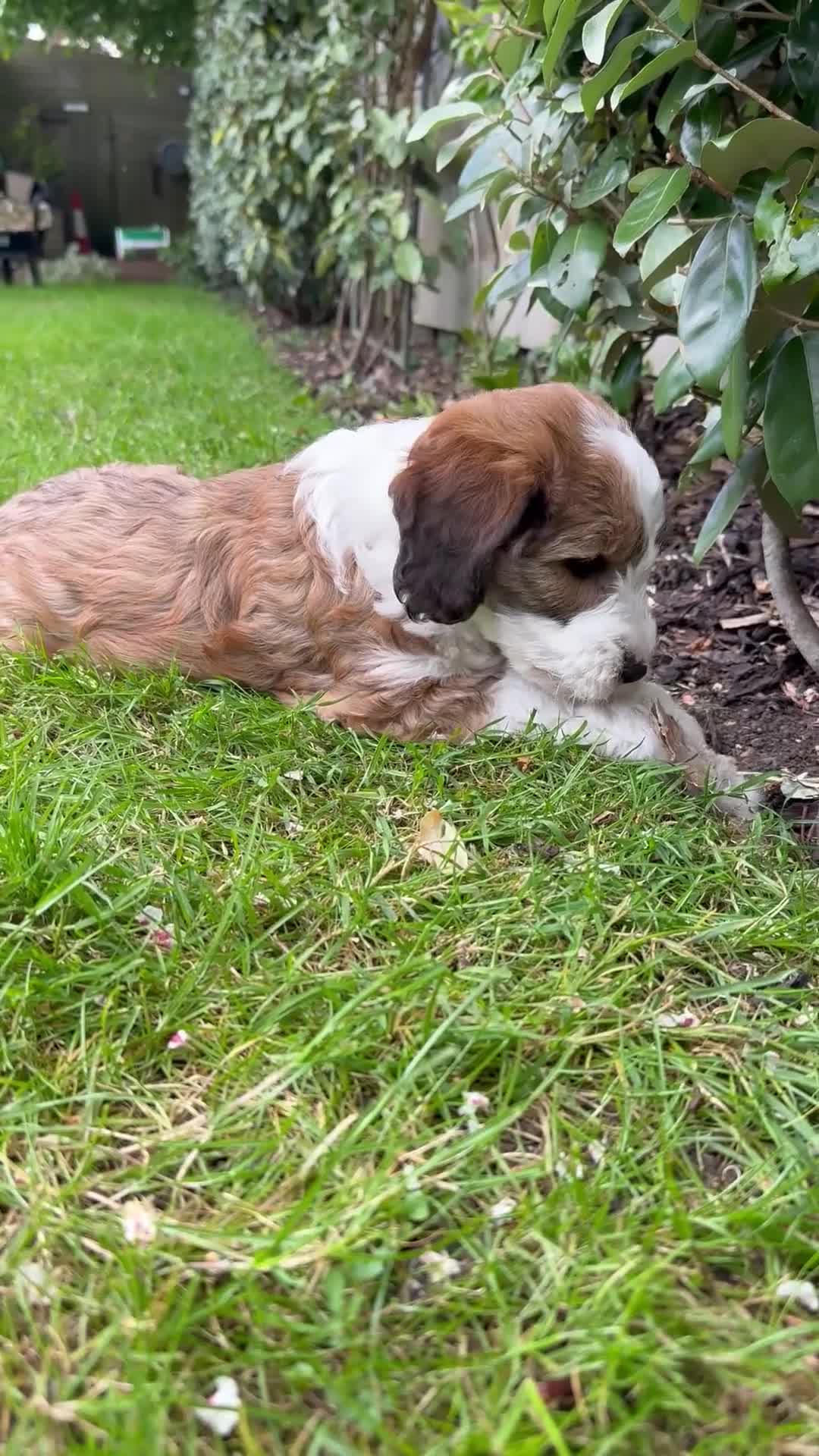 Mixed Breed dogs for sale: Beautiful Ttoodle Female  - Video 1