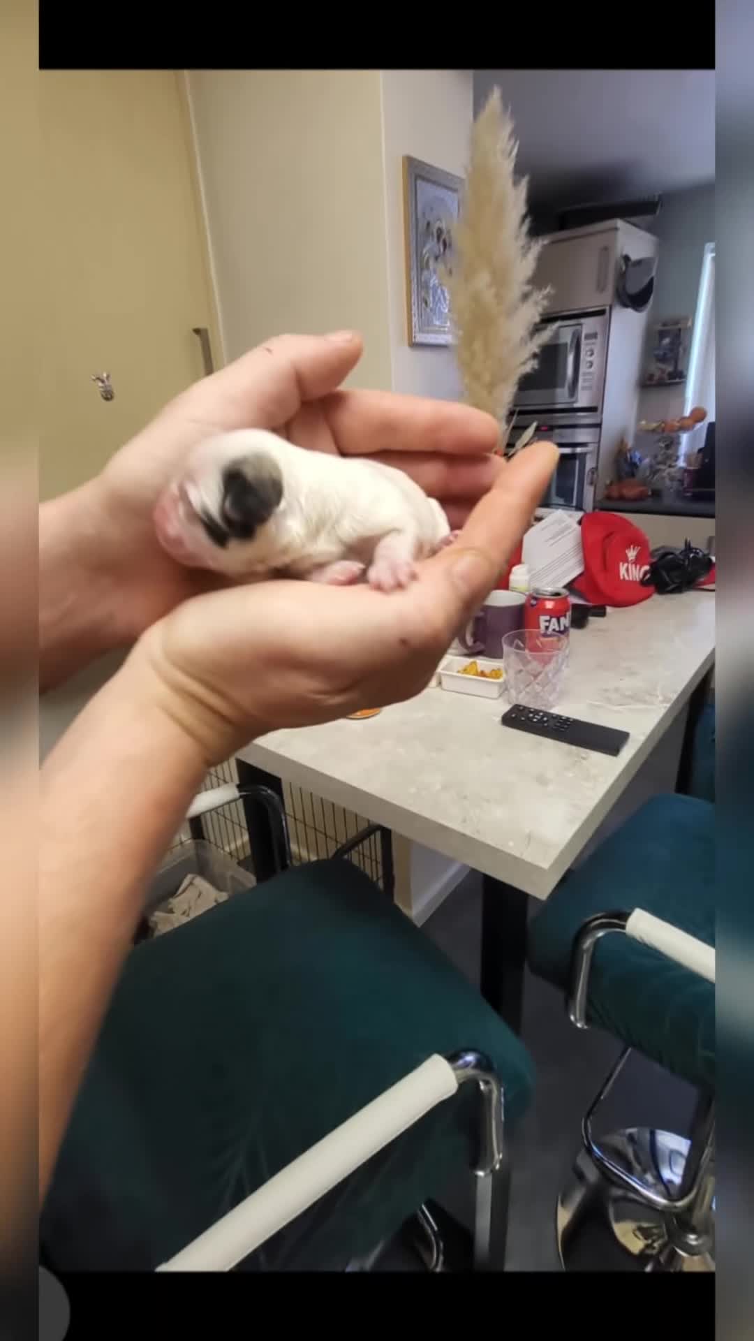 Bichon Frise dogs for sale: Bishon poppy's available  - Video 5