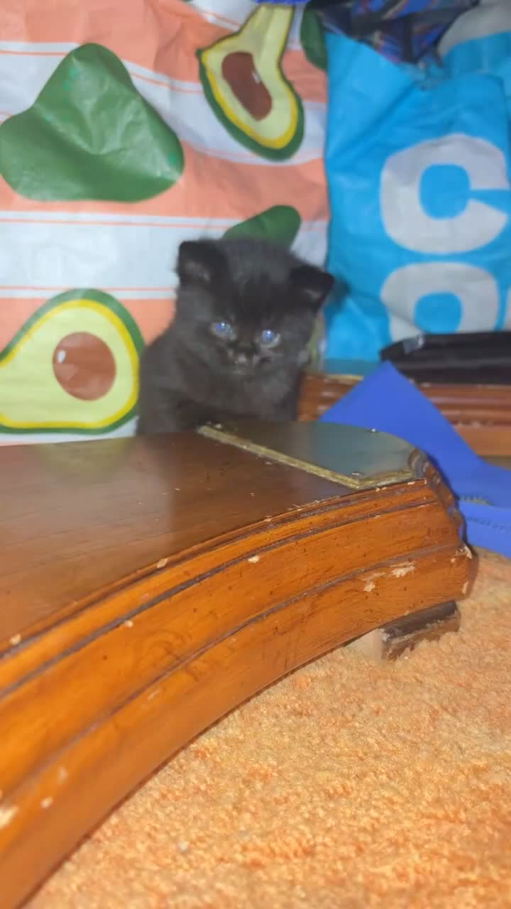 Mixed Breed cats for sale: Female kittens for sale - Video 3