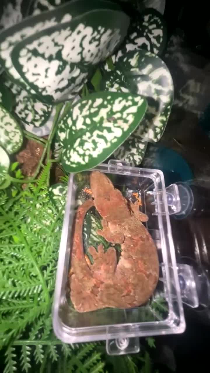 Gecko reptiles for sale: chahoua Gecko  - Video 2