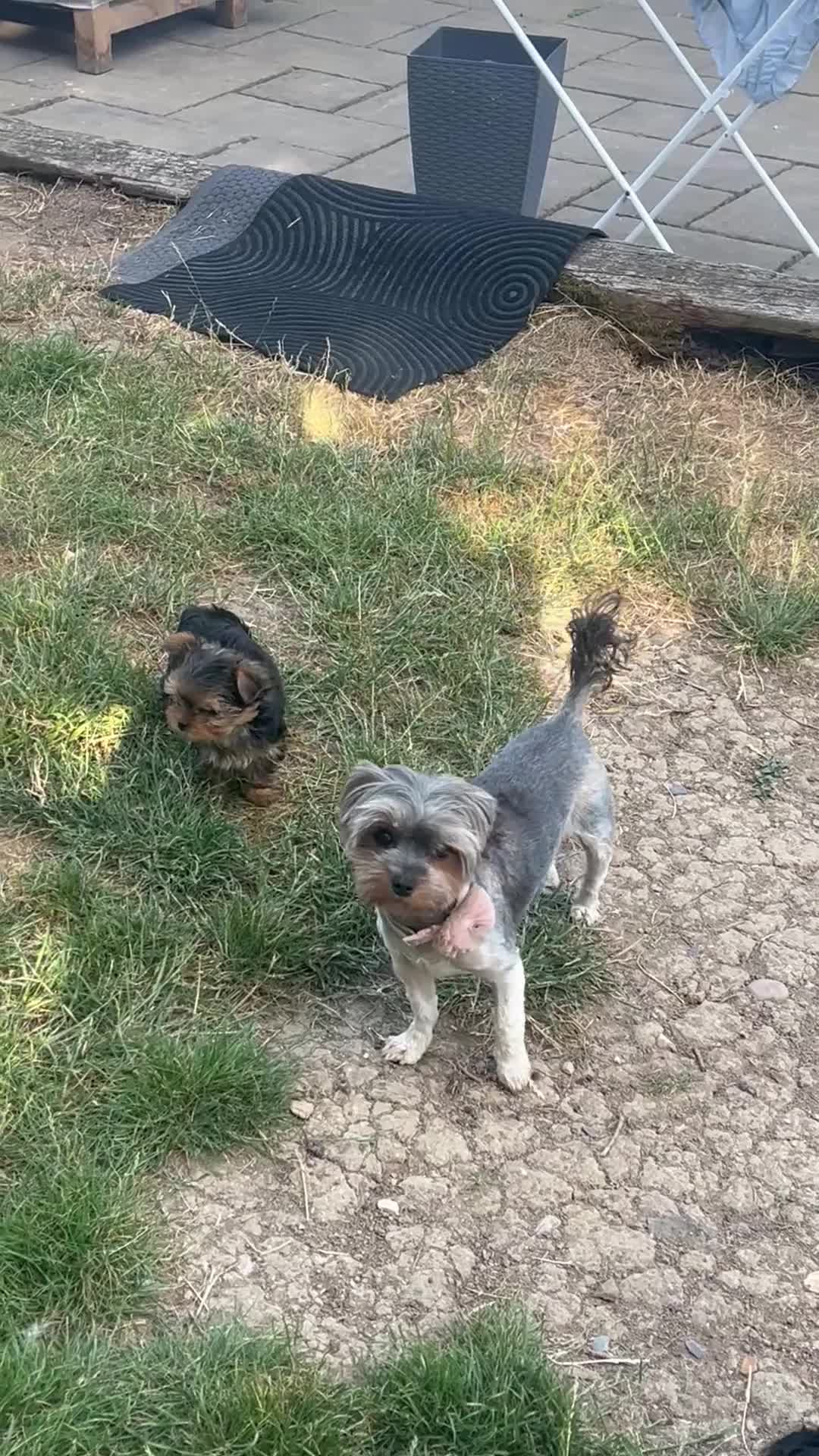 Yorkshire Terrier dogs for sale: Beautiful baby girl  - Video 3