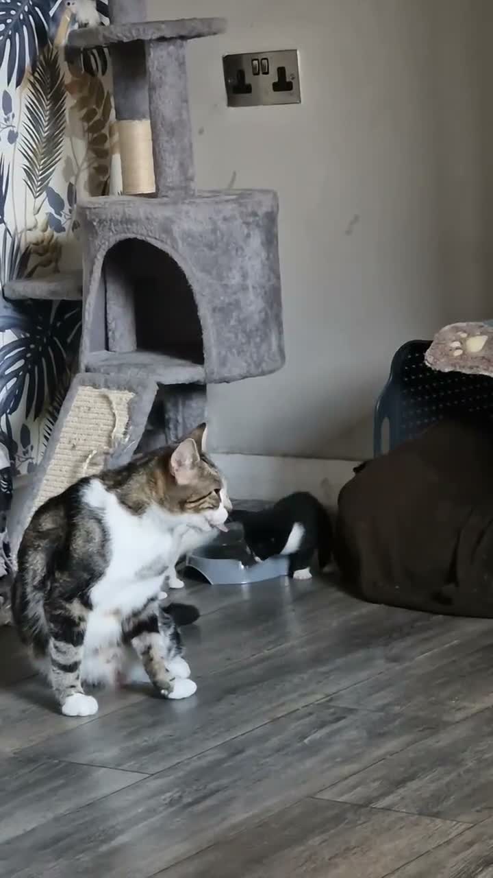 Mixed Breed cats for sale: Male kittens for sale in Normanton - Video 2