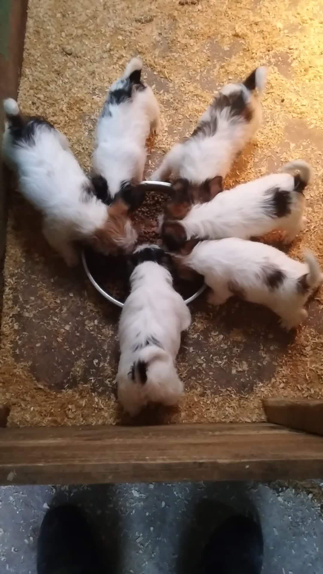 Jack Russell dogs for sale: Pedigree jack russels - Video 1