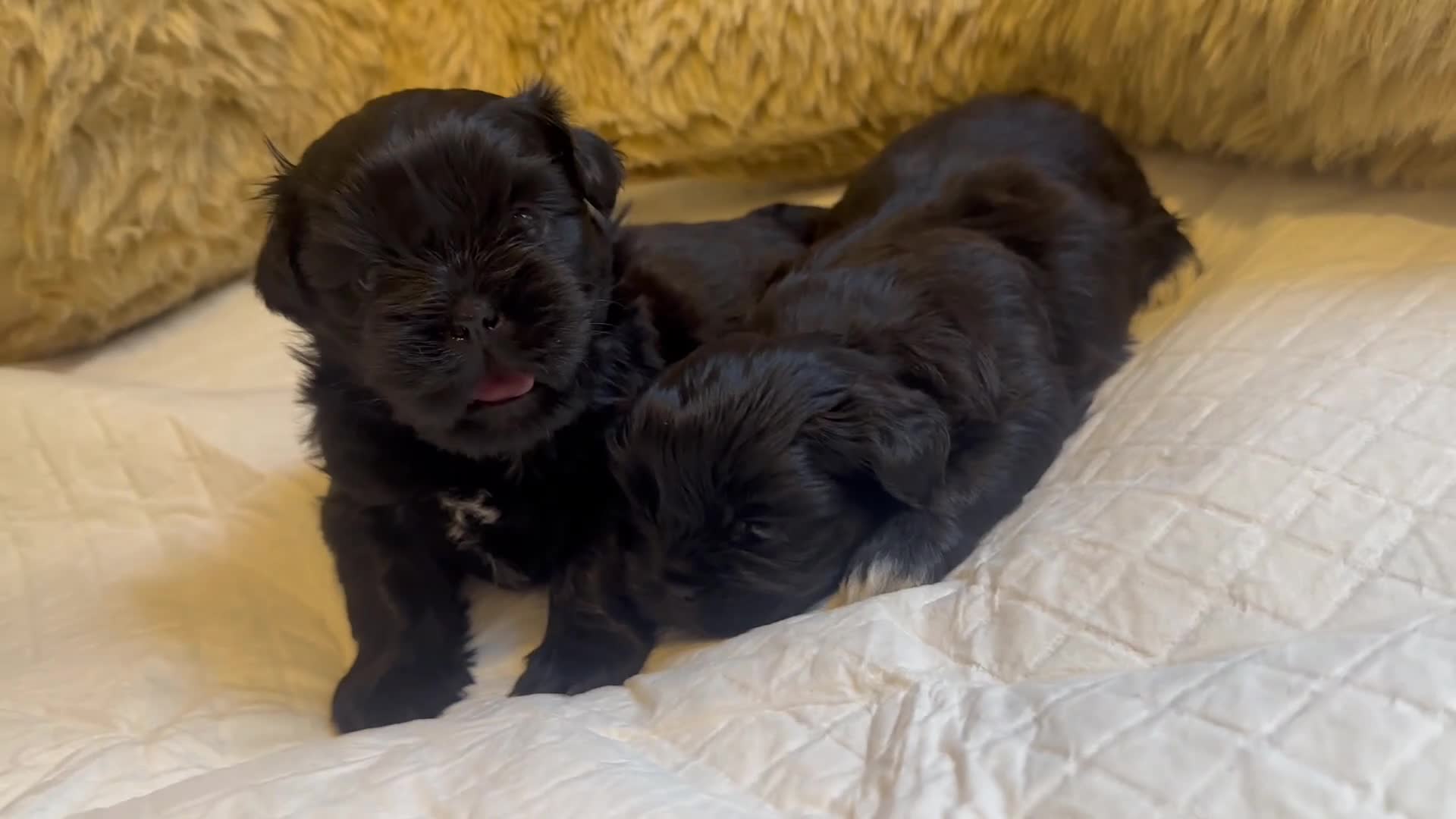 Shih Tzu dogs for sale: Pedigree Shih Tzu puppies - Video 1