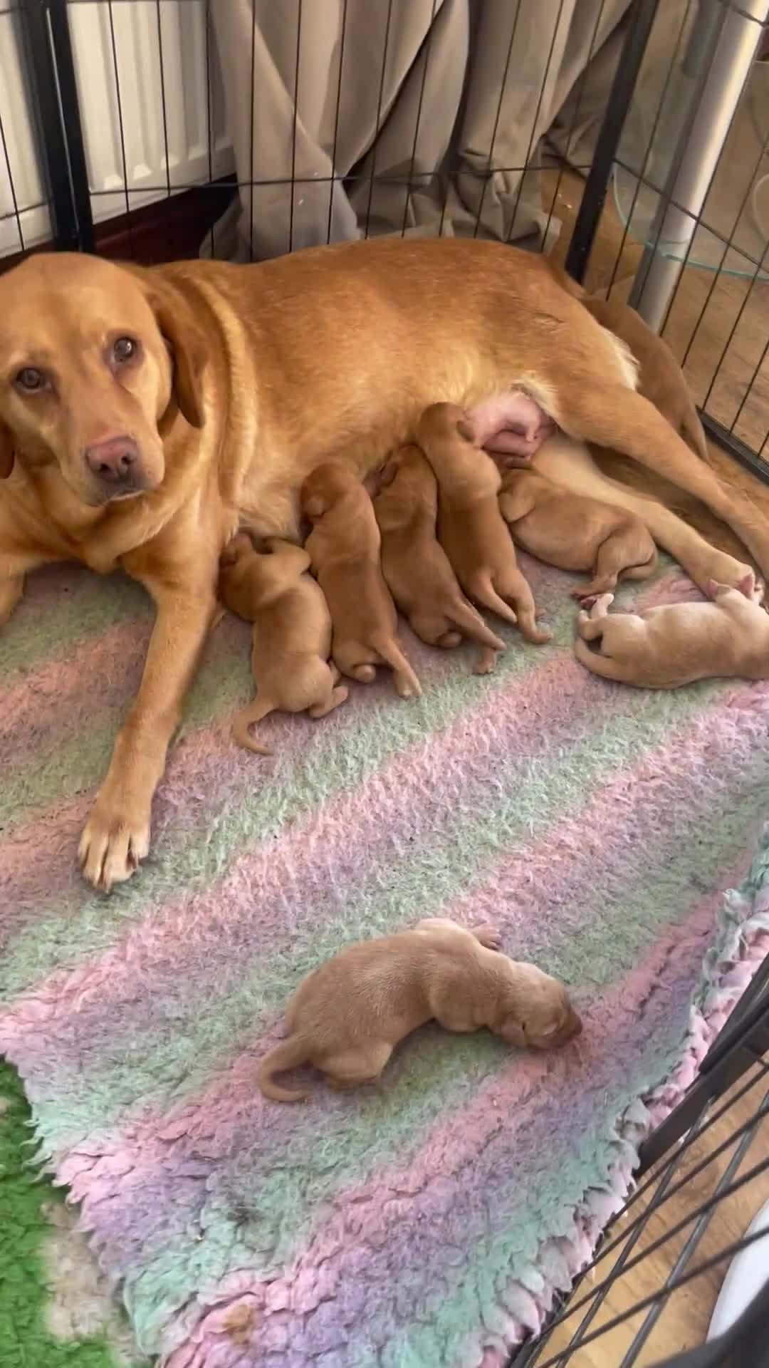 Labrador Retriever dogs for sale: Labrador puppies KC health tested parents  - Video 1