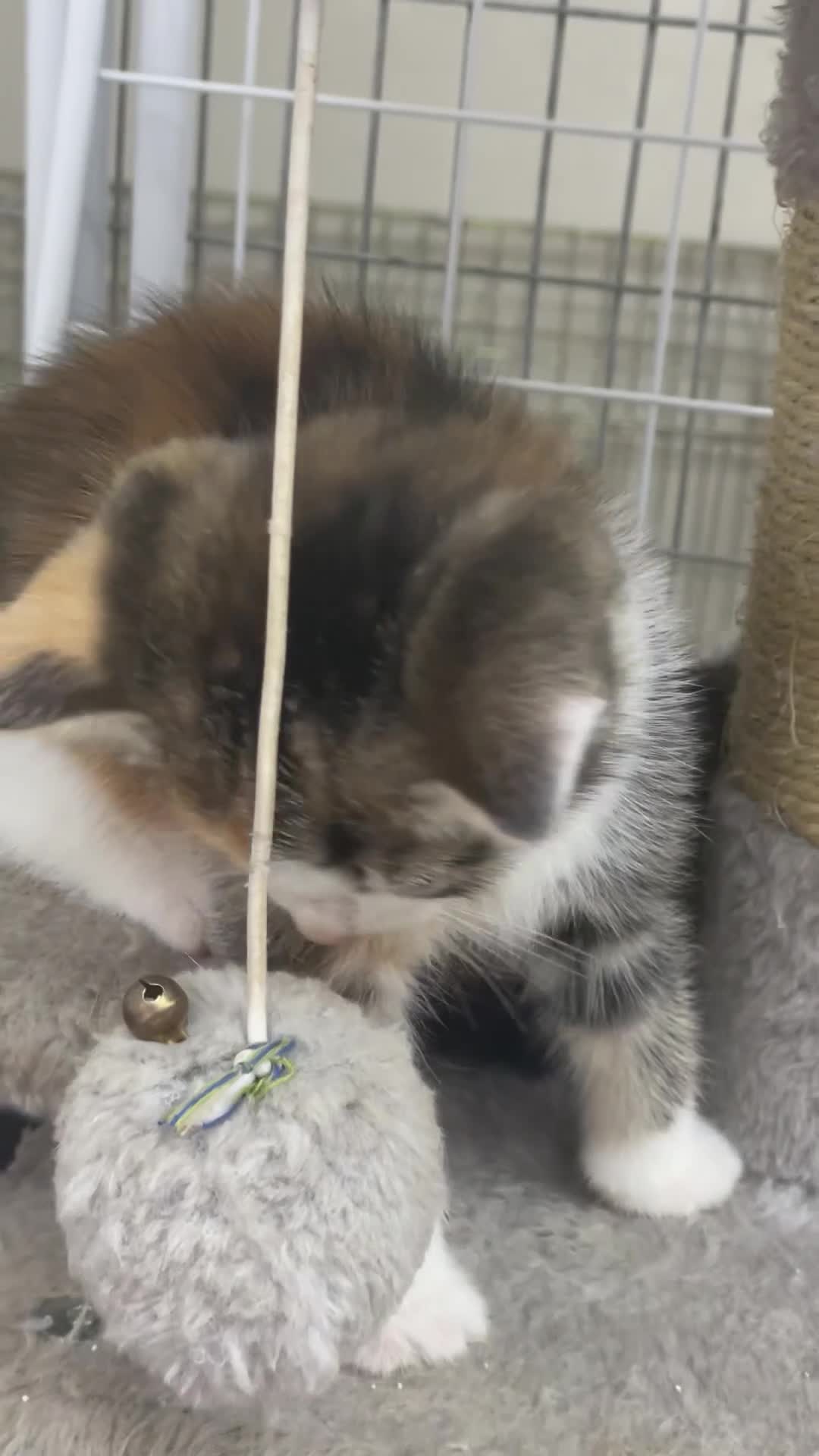 Mixed Breed cats for sale: Beautiful kittens looking for their forever homes - Video 1