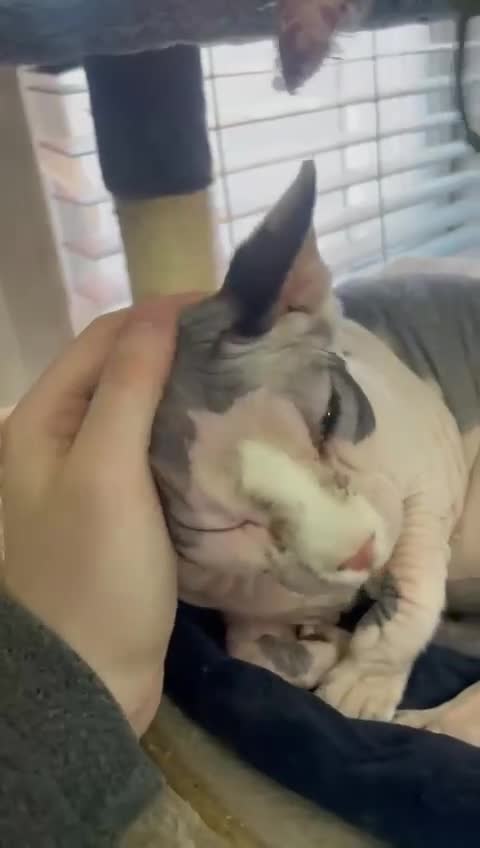 Sphynx cats for sale: 7 year old sphynx female to be rehomed - Video 1