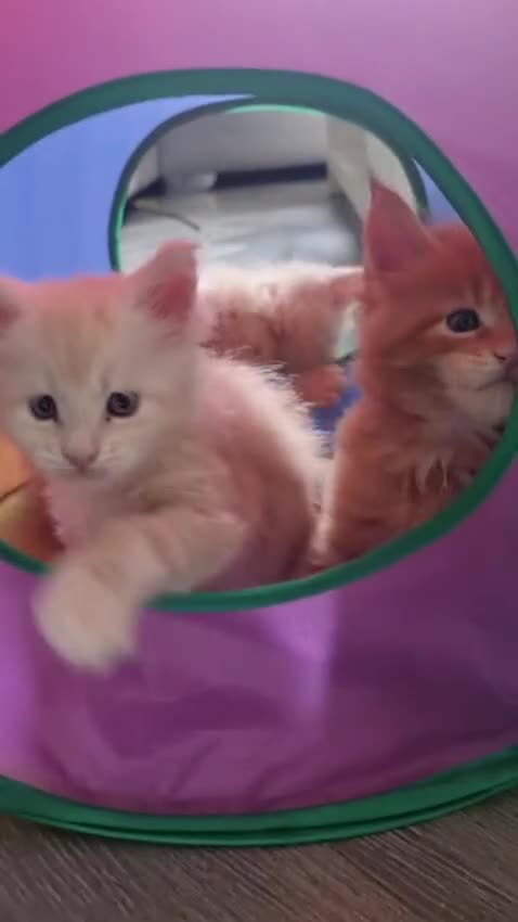 Maine Coon cats for sale: 2 Stunning Cream Pedigree Mainecoons Available  - Video 2