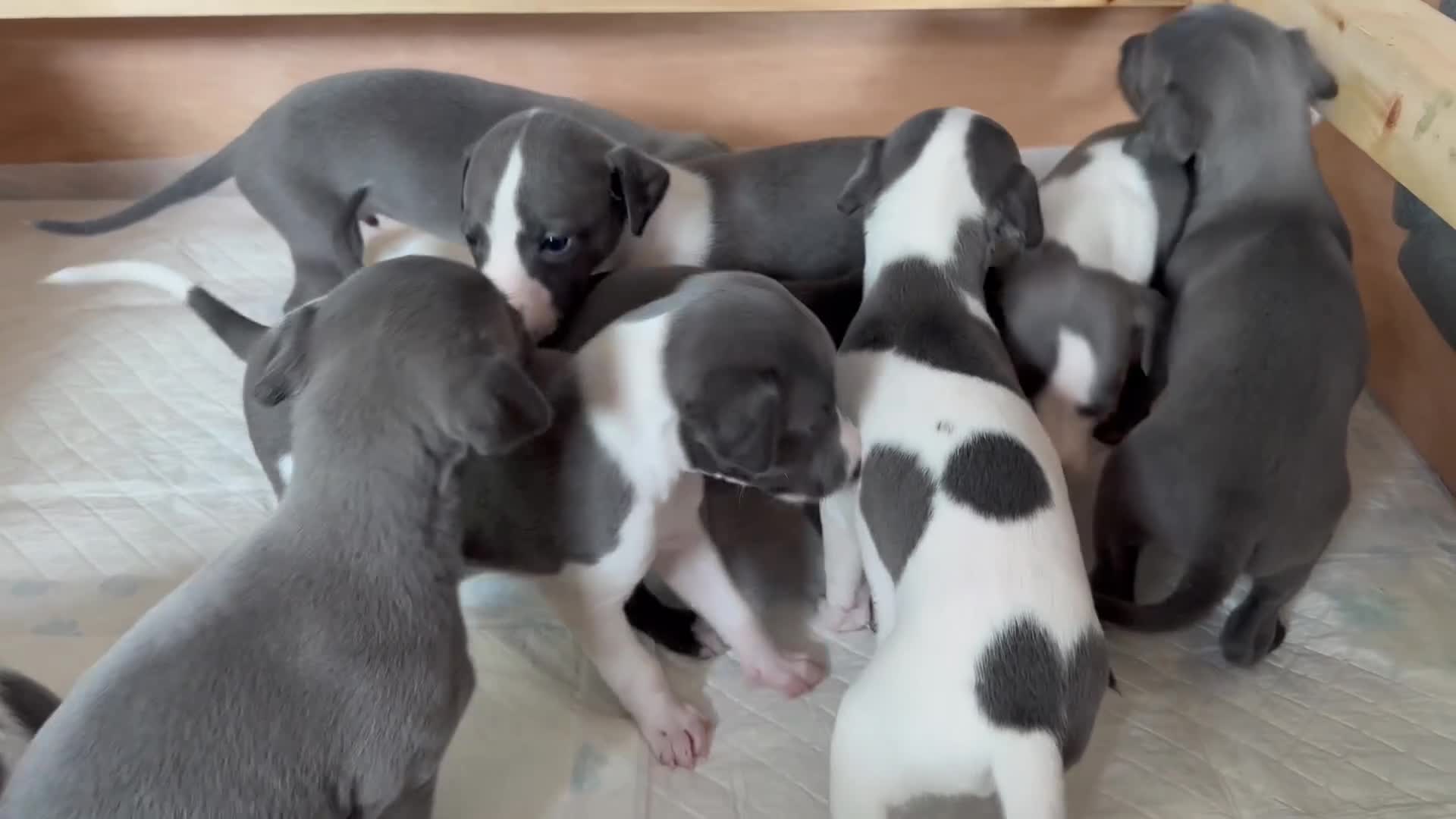 Whippet dogs for sale: 🥰LAST TWO WHIPPET BOYS REMAINING🥰 - Video 1