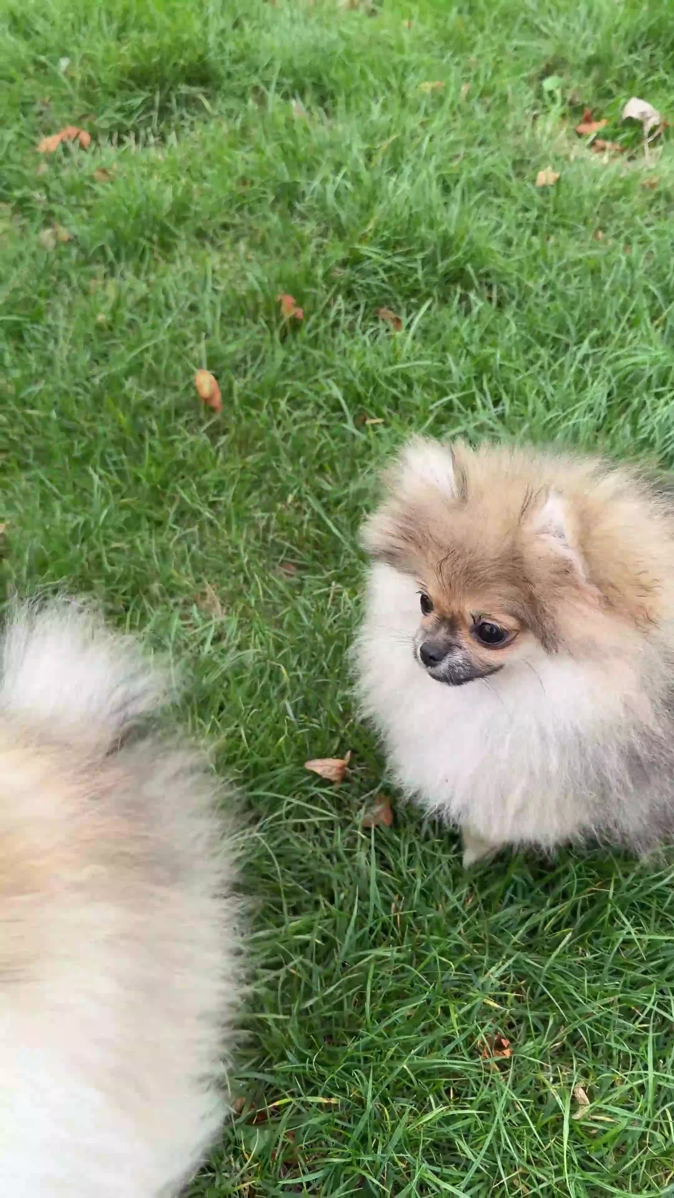 Pomeranian dogs for sale: Two tiny boys are looking for their home - Video 1
