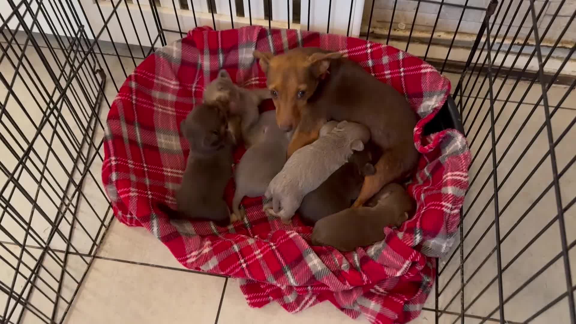 Jack Russell dogs for sale: Miniature Jack Russell puppies Ready to leave in Gillingham - Video 4