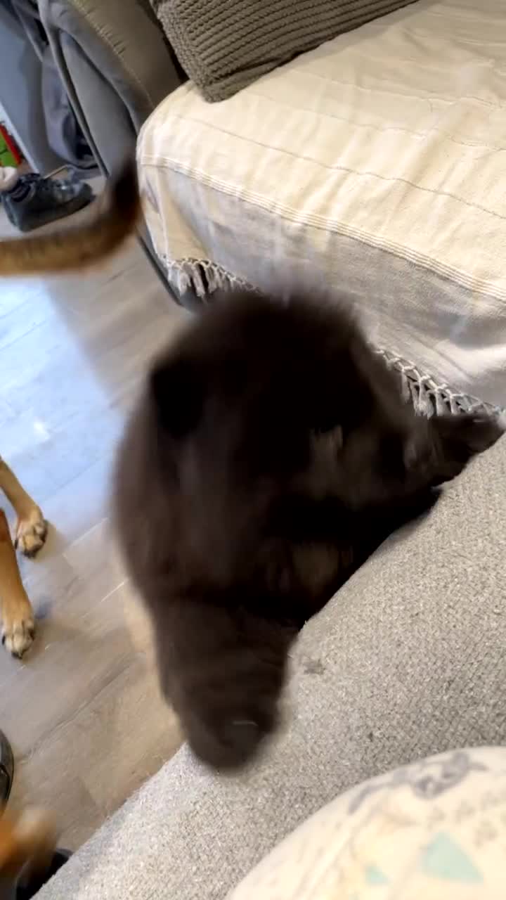Chow Chow dogs for sale: 2 Year Old Chow Chow - Video 1