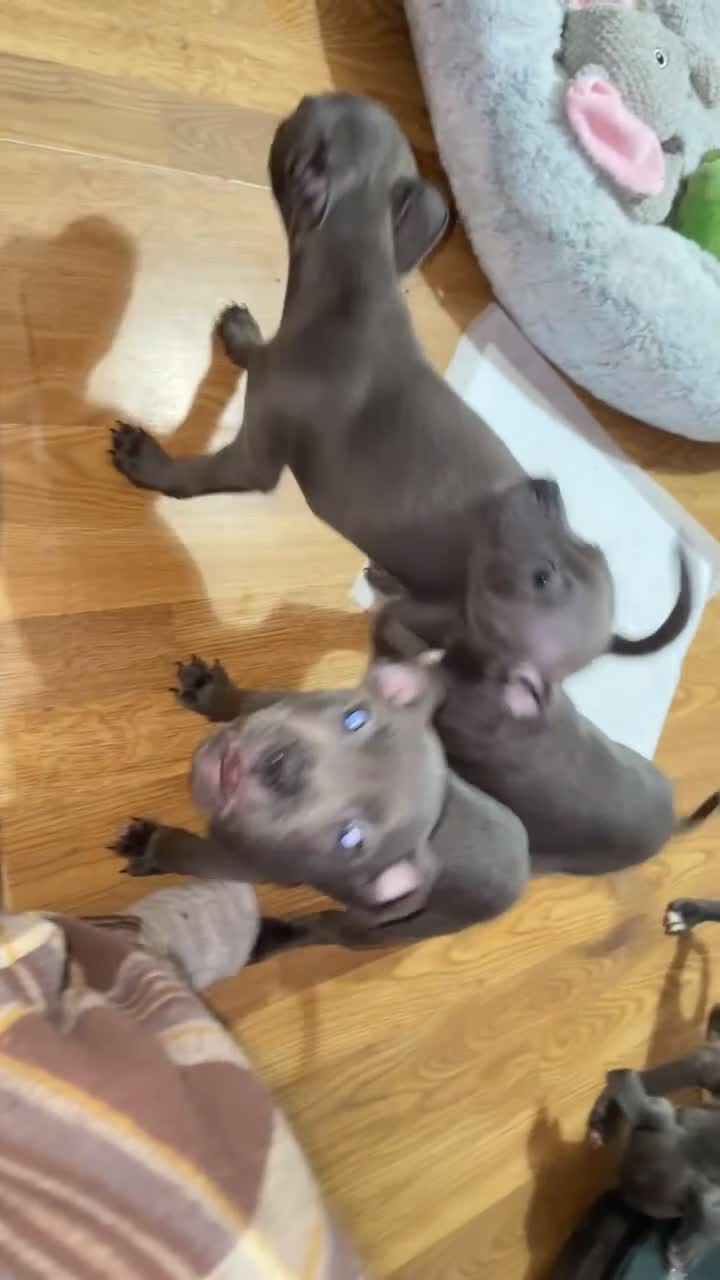 Staffordshire Bull Terrier dogs for sale: Blue Staffordshire bullterrier  - Video 1