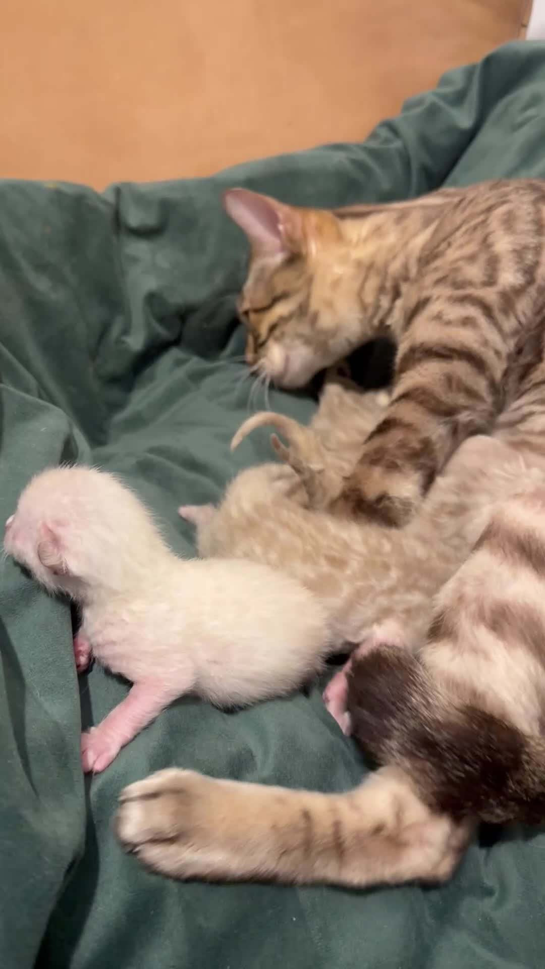 Bengal cats for sale: Snow Bengal Kittens, TICA Registered Pet only! - Video 5