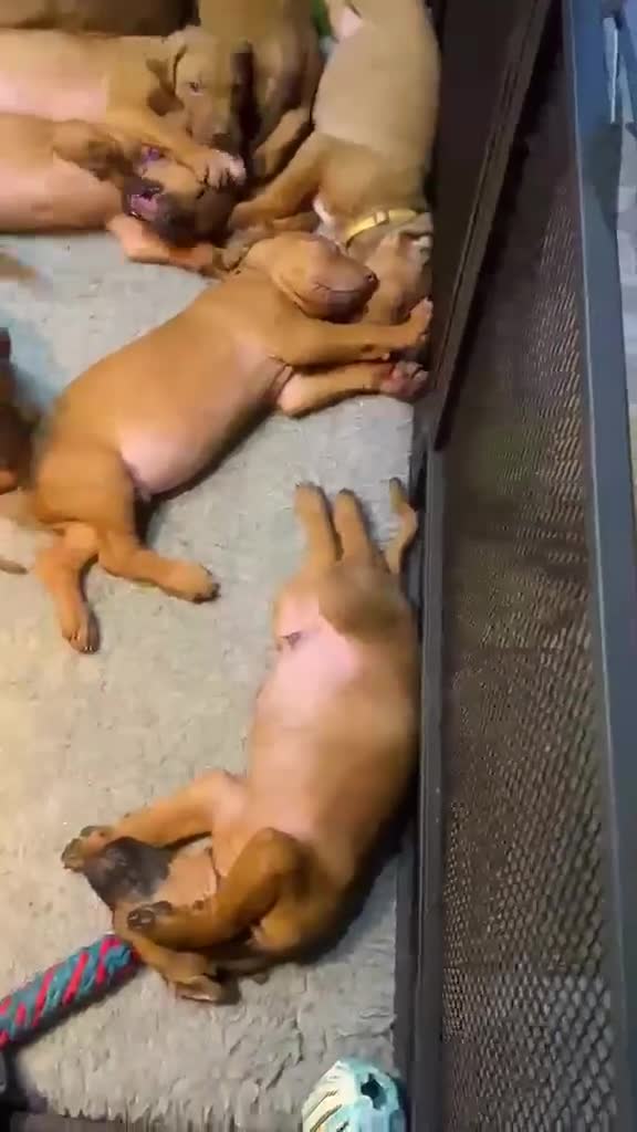Rhodesian Ridgeback dogs for sale: KC Registered RR Ready for forever Homes 1st July - Video 1