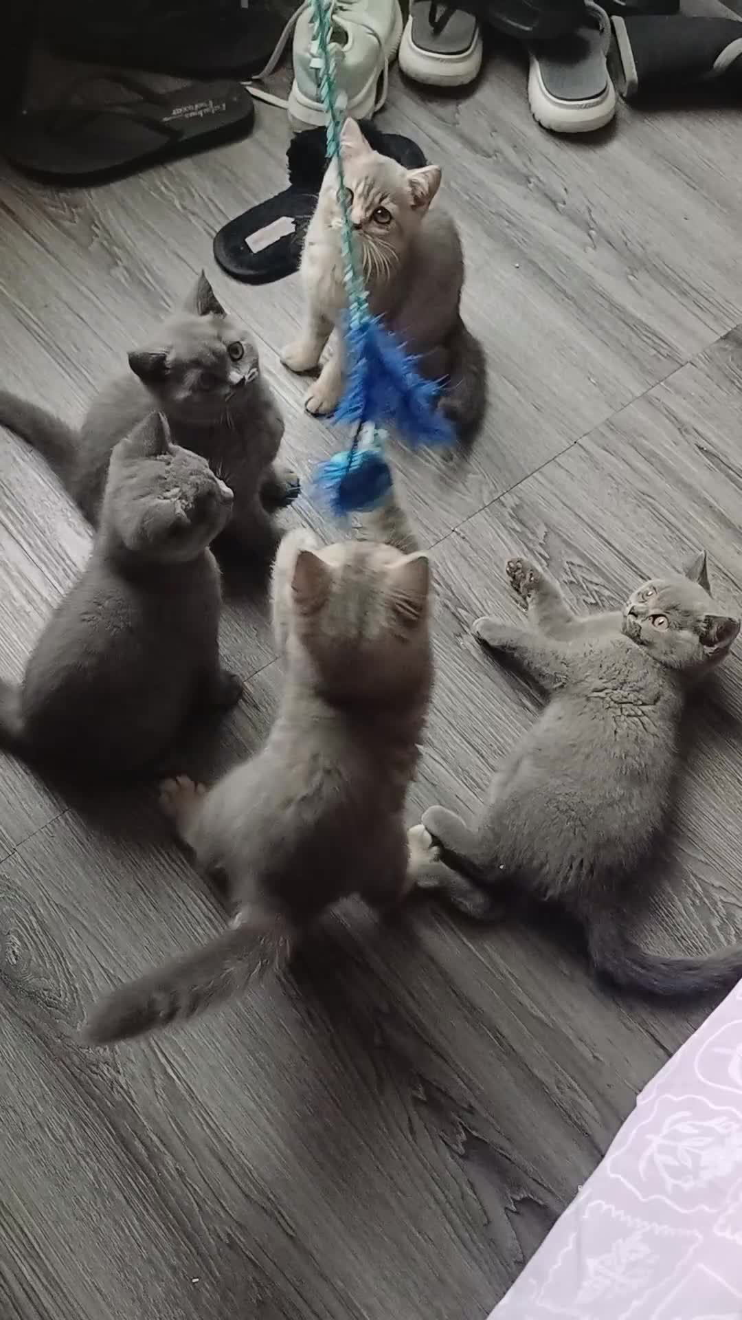 British Shorthair cats for sale: 5 beautiful British Shorthair females in Chorley - Video 1